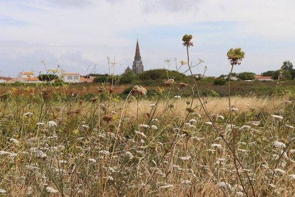 Quelles sont les tendances du marché immobilier sur l'île de Ré ?